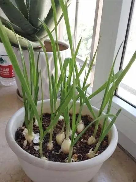 阳台种菜小葱香菜,白露以后种植小葱大蒜和香菜