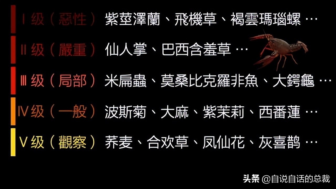 龙虾青龙和花龙区别,龙虾也是生物为什么我们要吃它