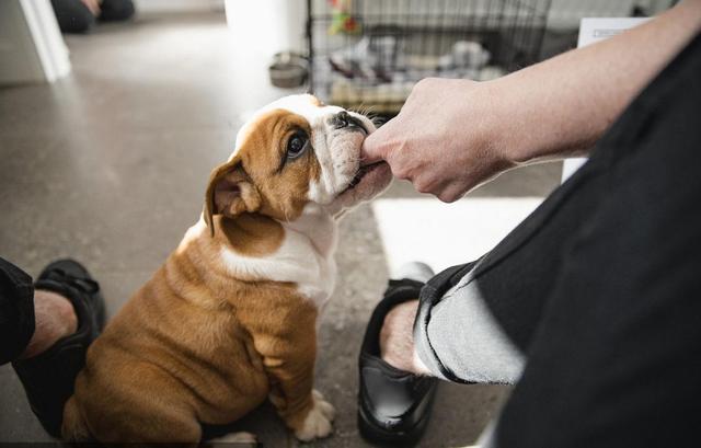 狗狗舔咬人手是在表示什么,猫咪突然咬人手是什么意思