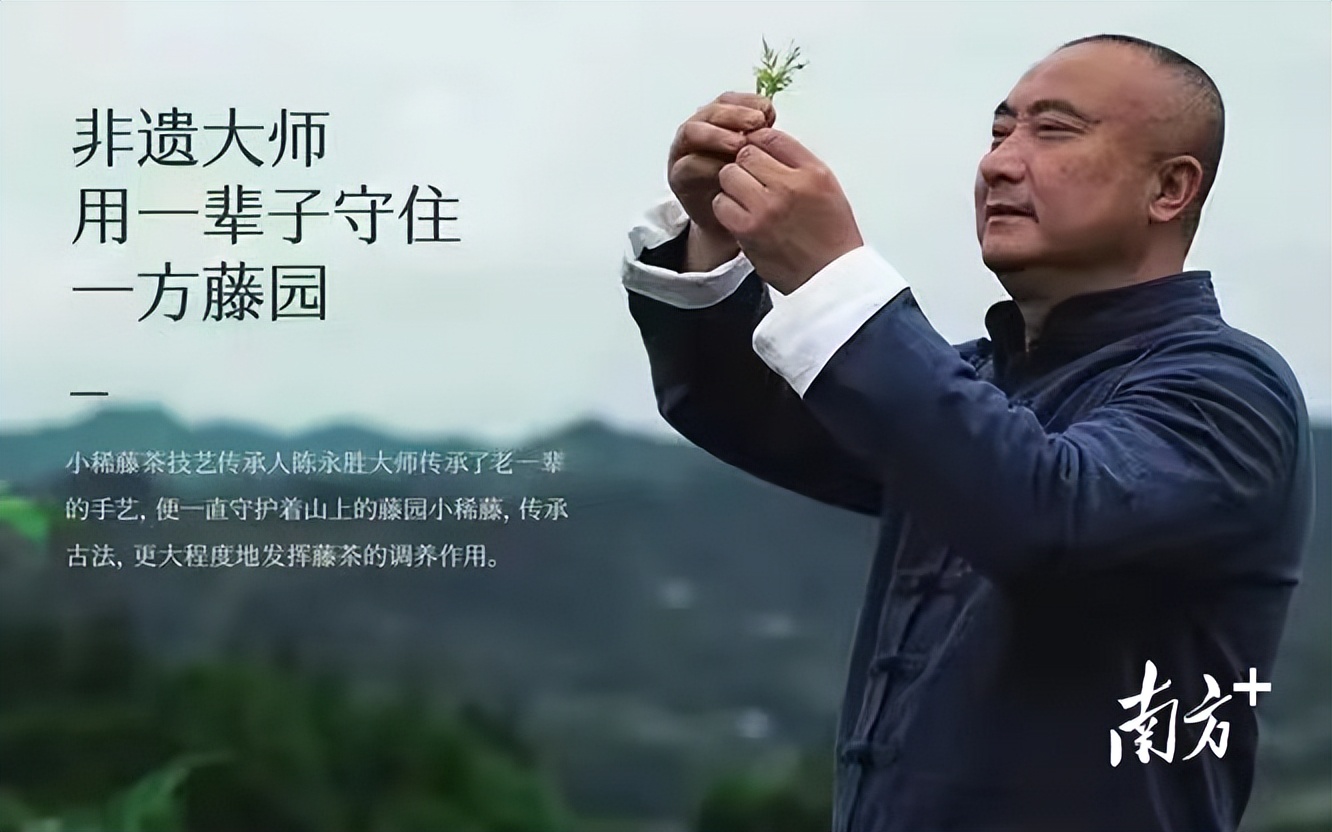 小稀藤富硒藤茶,湖北小稀藤生物科技