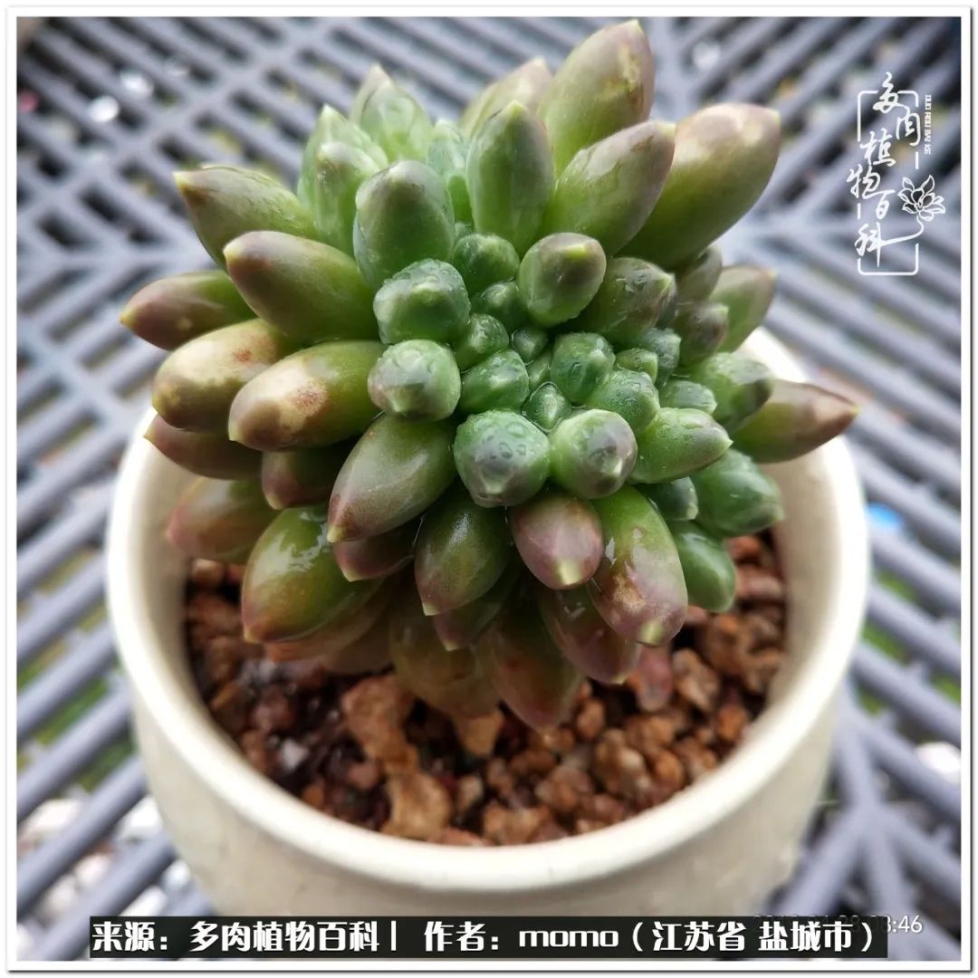 露养一个月的多肉图片,露养多肉春天外面过夜么