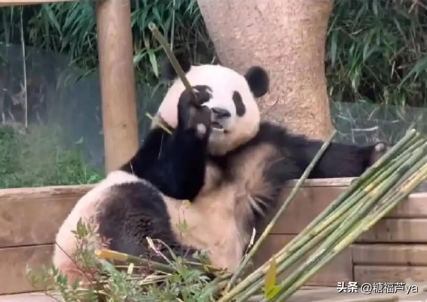 那些证明福宝是人的证据——毛皮大衣下是个小人精