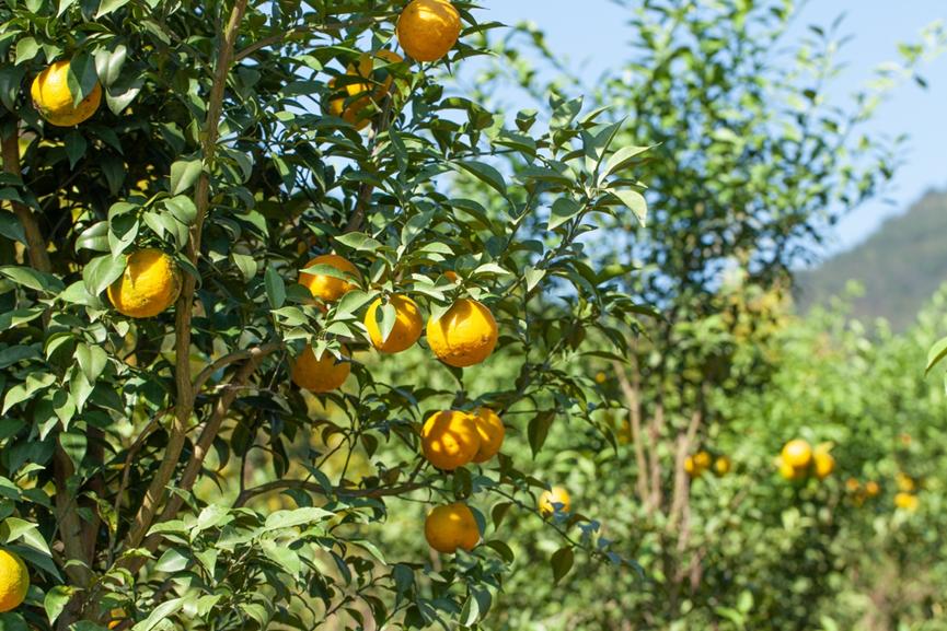 柚香谷的匠人精神将消失1300年的柚子带回母国实现团圆