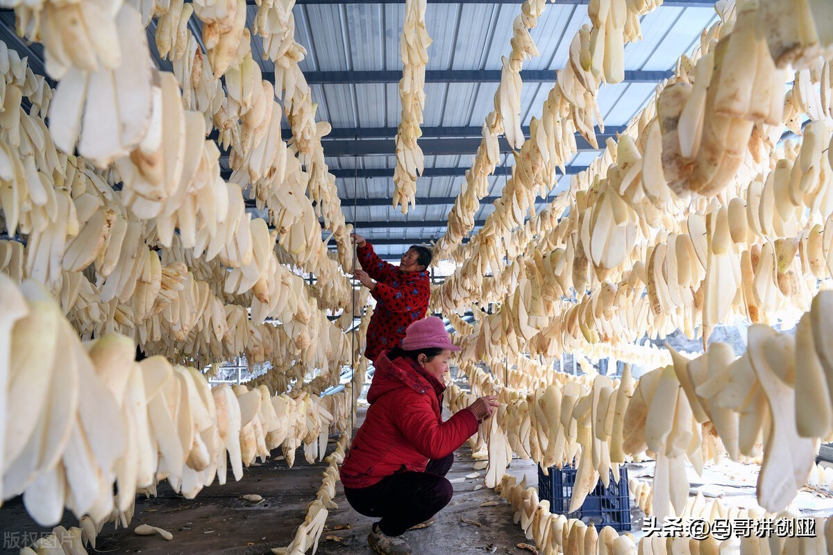 农村养殖种植与三农创业致富项目,农村怎么创业致富的好项目