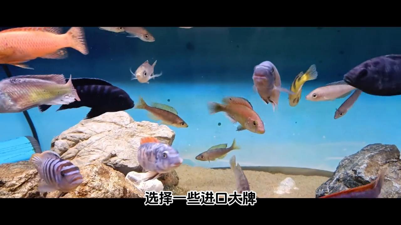 三湖慈鲷喂什么牌子的饲料最好,三湖慈鲷鱼粮怎么选