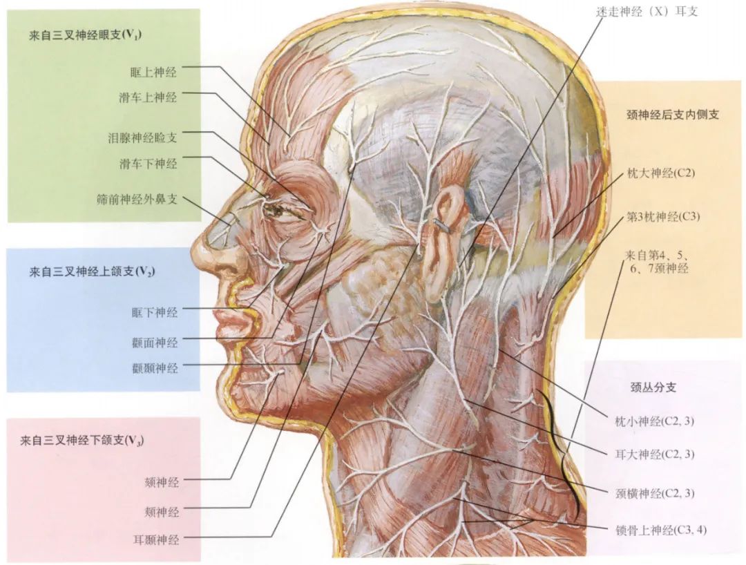 脊神经支配区域解剖图简图,脊神经及其分支的支配范围