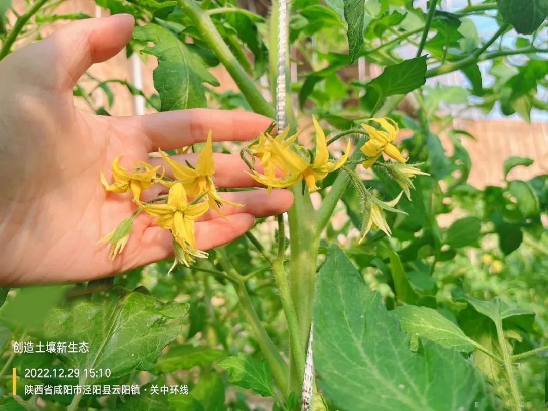 番茄出现畸形果的原因,番茄畸形果是什么原因引起