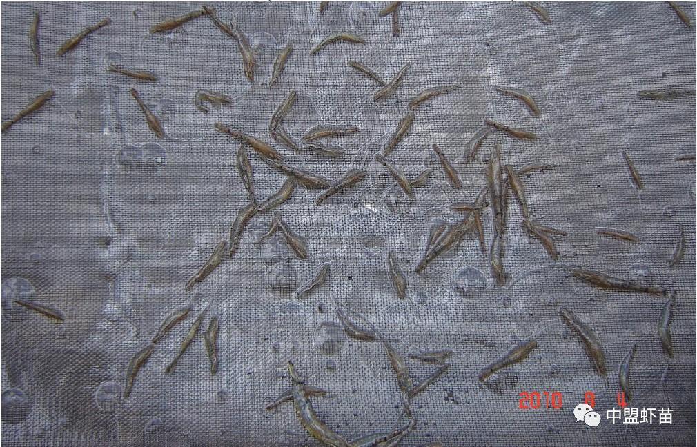 微孢子虫亚门,水产养殖微孢子虫