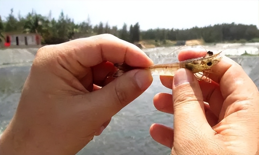 对虾肠炎怎么看,对虾肠炎能吃吗