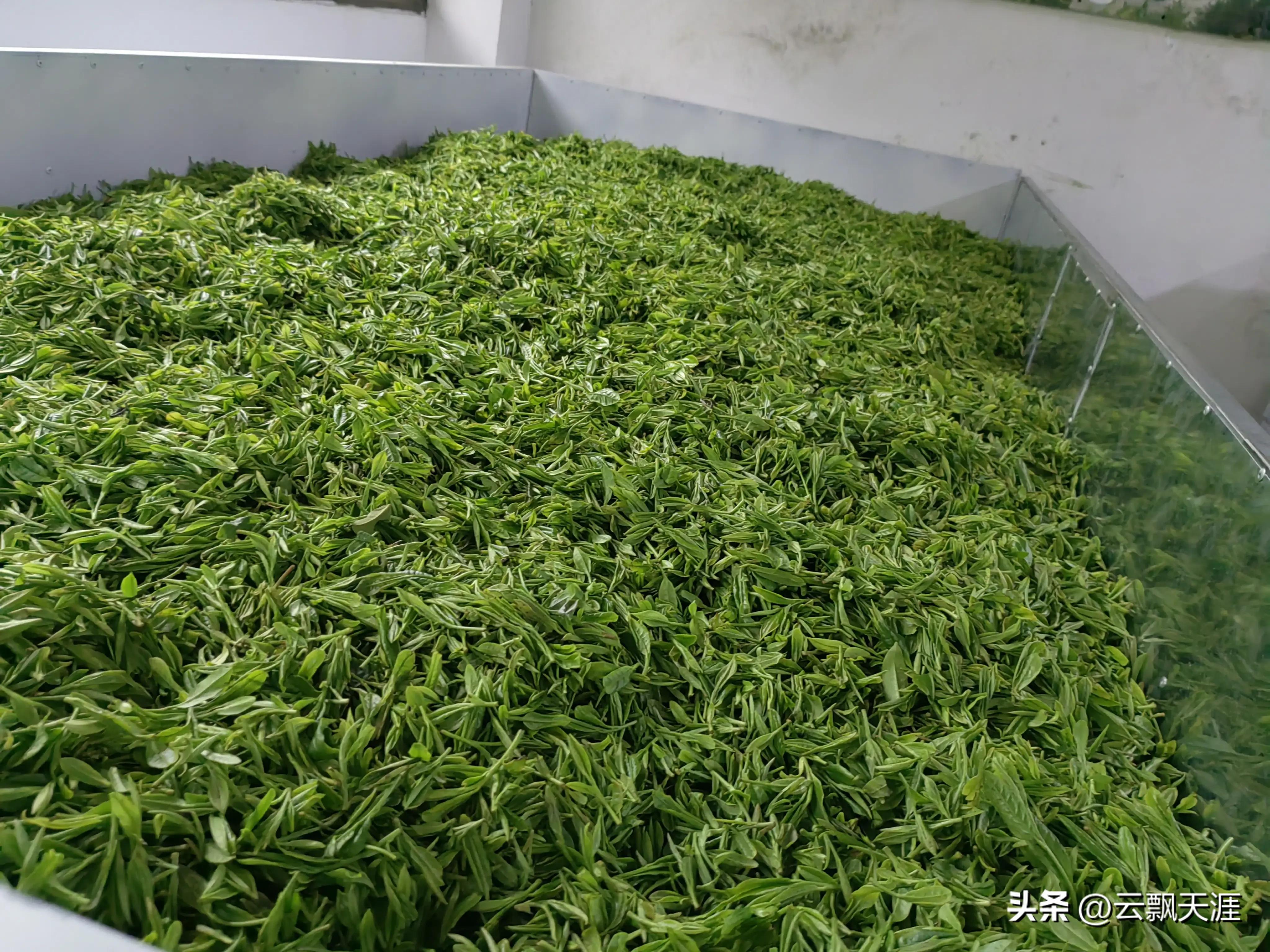 为何外地人一般很难买到正宗的富溪“黄山毛峰”