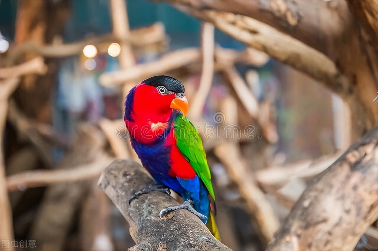 虎皮鹦鹉拉稀精神不振尾巴粘屎,玄凤鹦鹉拉稀闭眼没精神站不稳