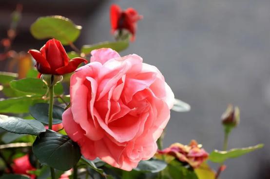 百花种类大全,百花的种类有哪些