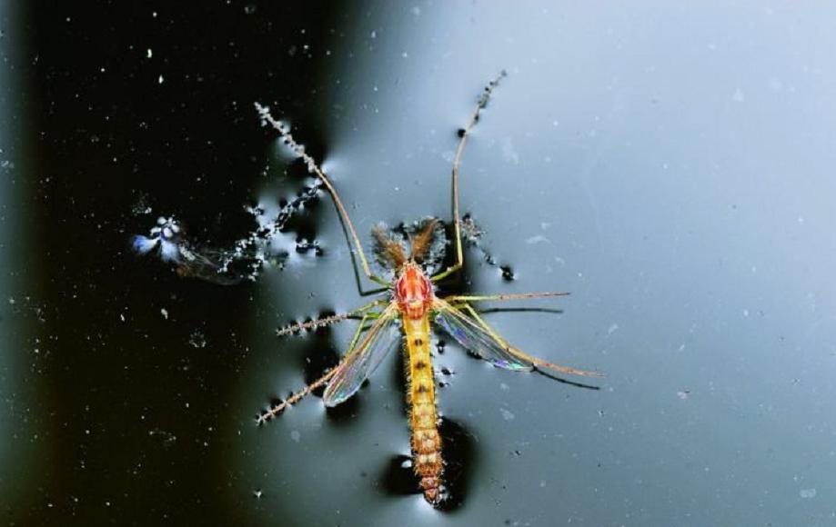 水蚯蚓多少块钱,捕蚯蚓违法吗