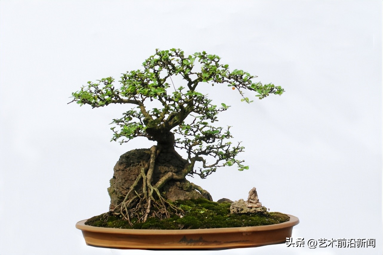 「艺术前沿」胡庆魁的木石人生