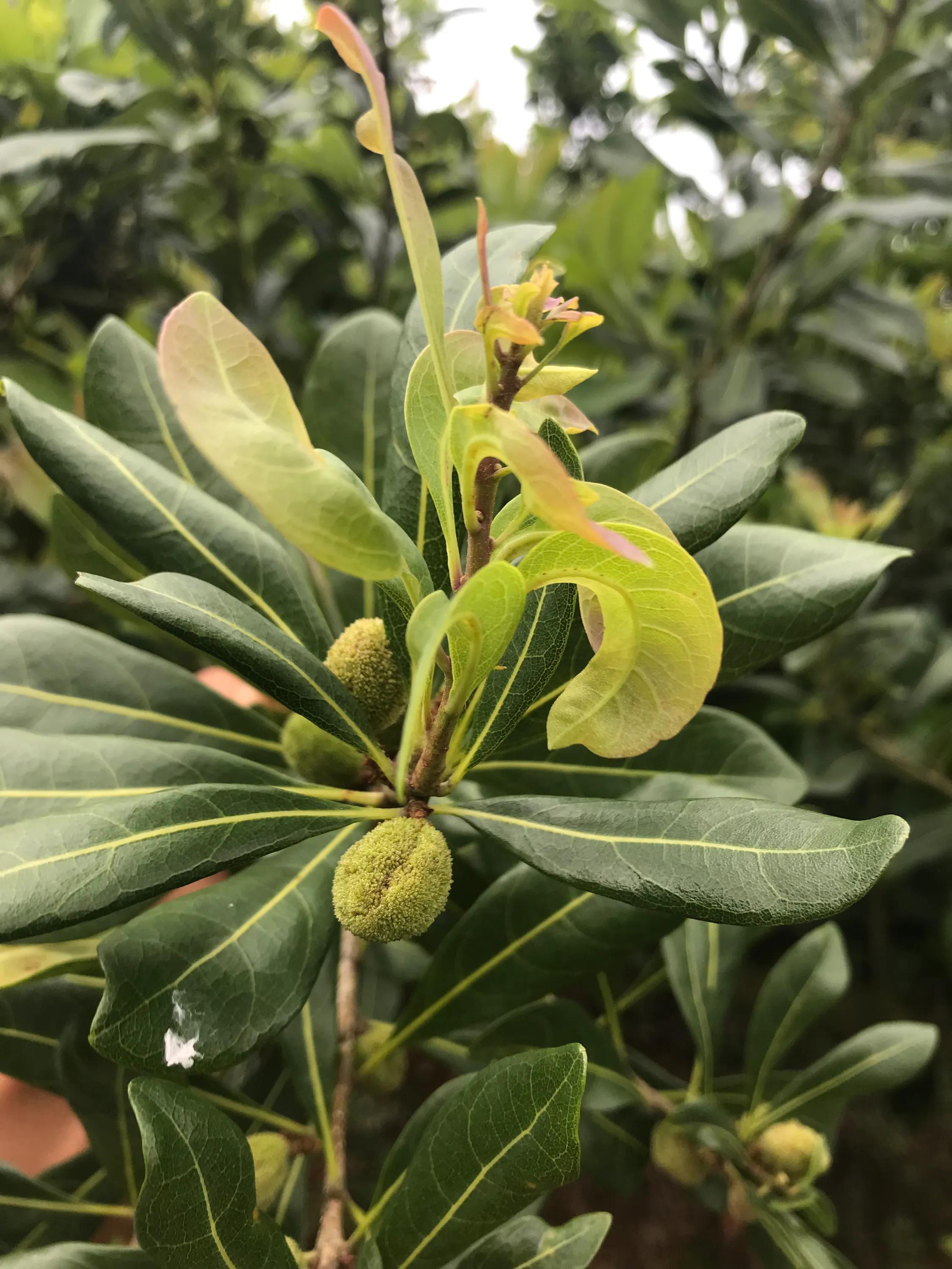 杨梅小叶病,攻克杨梅小叶病