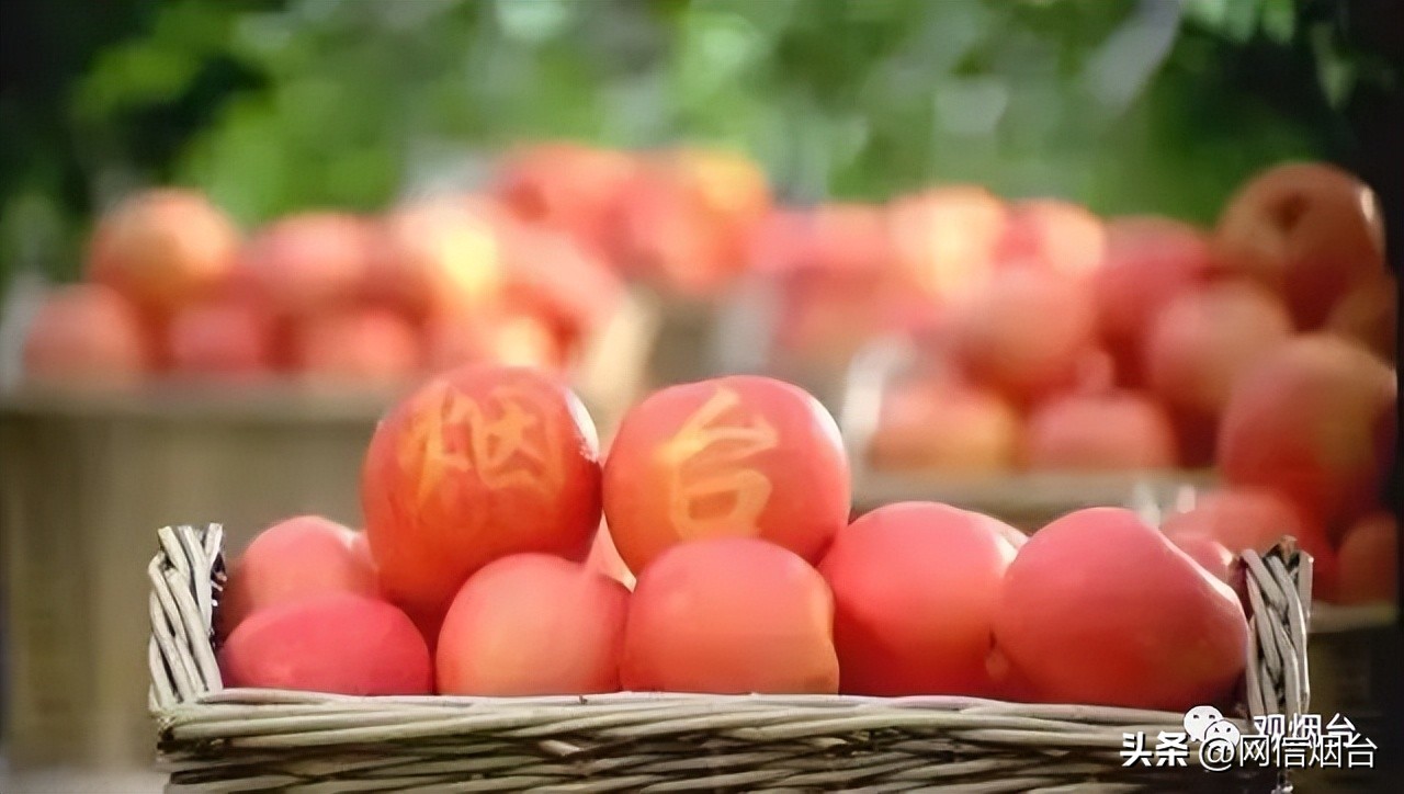 烟台苹果苗哪个最好栽,烟台地区苹果树苗新品种