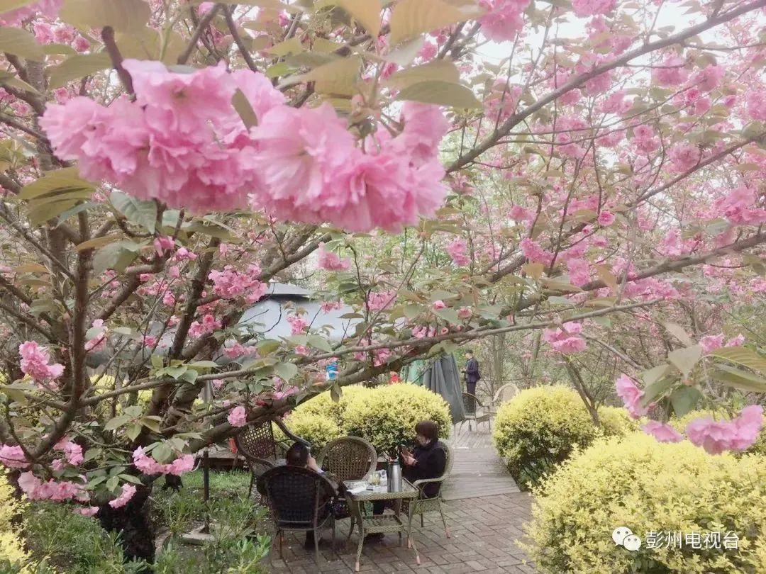 成都周边赏花烧烤一日游推荐免费,成都赏樱花露营