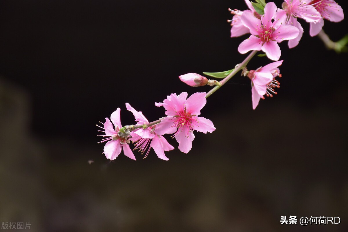 春天喝这些花最养人赶紧喝起来吧,春季吃什么花对身体有好处