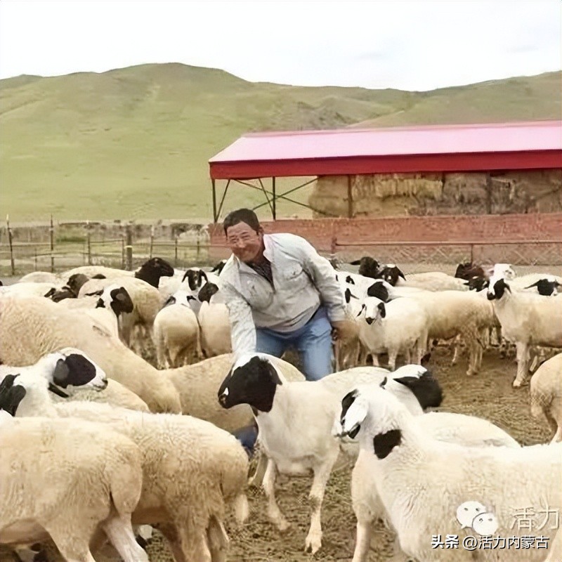 这场“羊”运会，内蒙古申请出战！