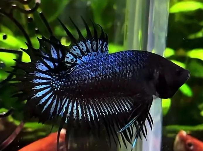 印尼斗鱼和泰国斗鱼的区别,印尼斗鱼能跟泰国斗鱼繁殖吗