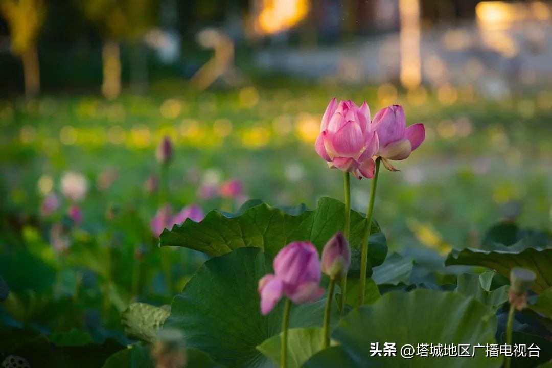 塔城千泉湖荷花开满池,塔城荷花