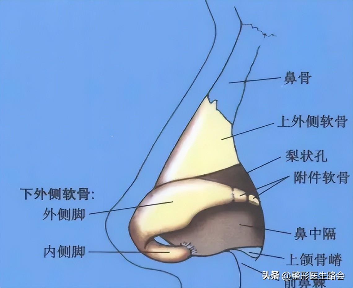 鼻部美学四个关键角度,鼻部美学标准图解