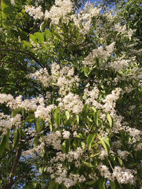 小叶女贞,小叶女贞球