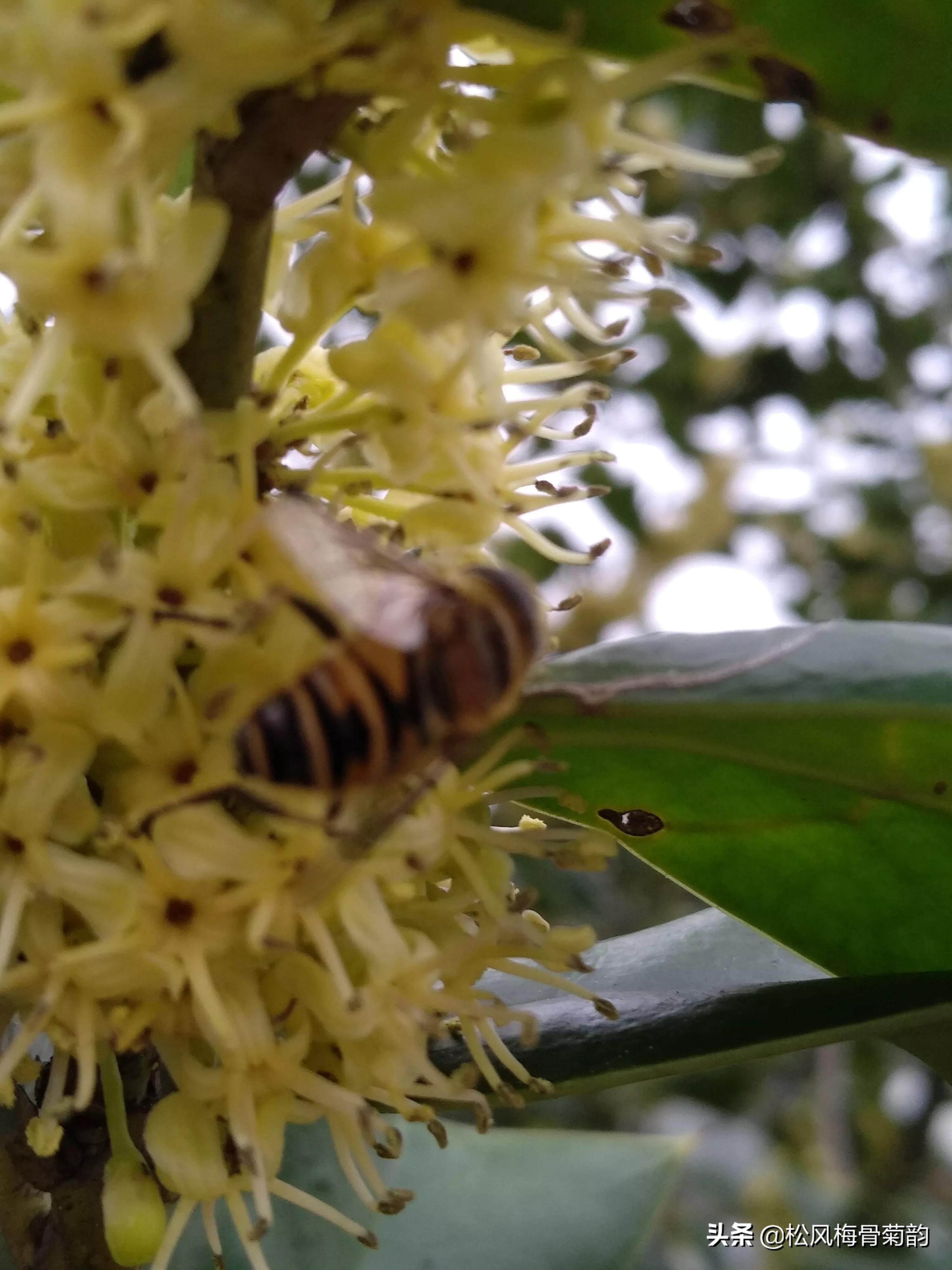 猫儿刺花香,猫儿刺为什么开花不结果