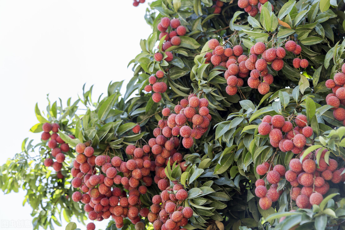 申请绿色食品有什么好处,申请绿色食品认证价格