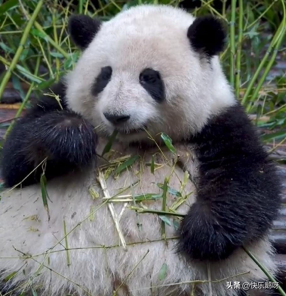 熊猫吃竹子与竹笋的区别,什么样的竹子适合熊猫吃