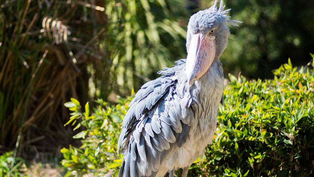 世上最萌的动物考拉,最懒的动物考拉