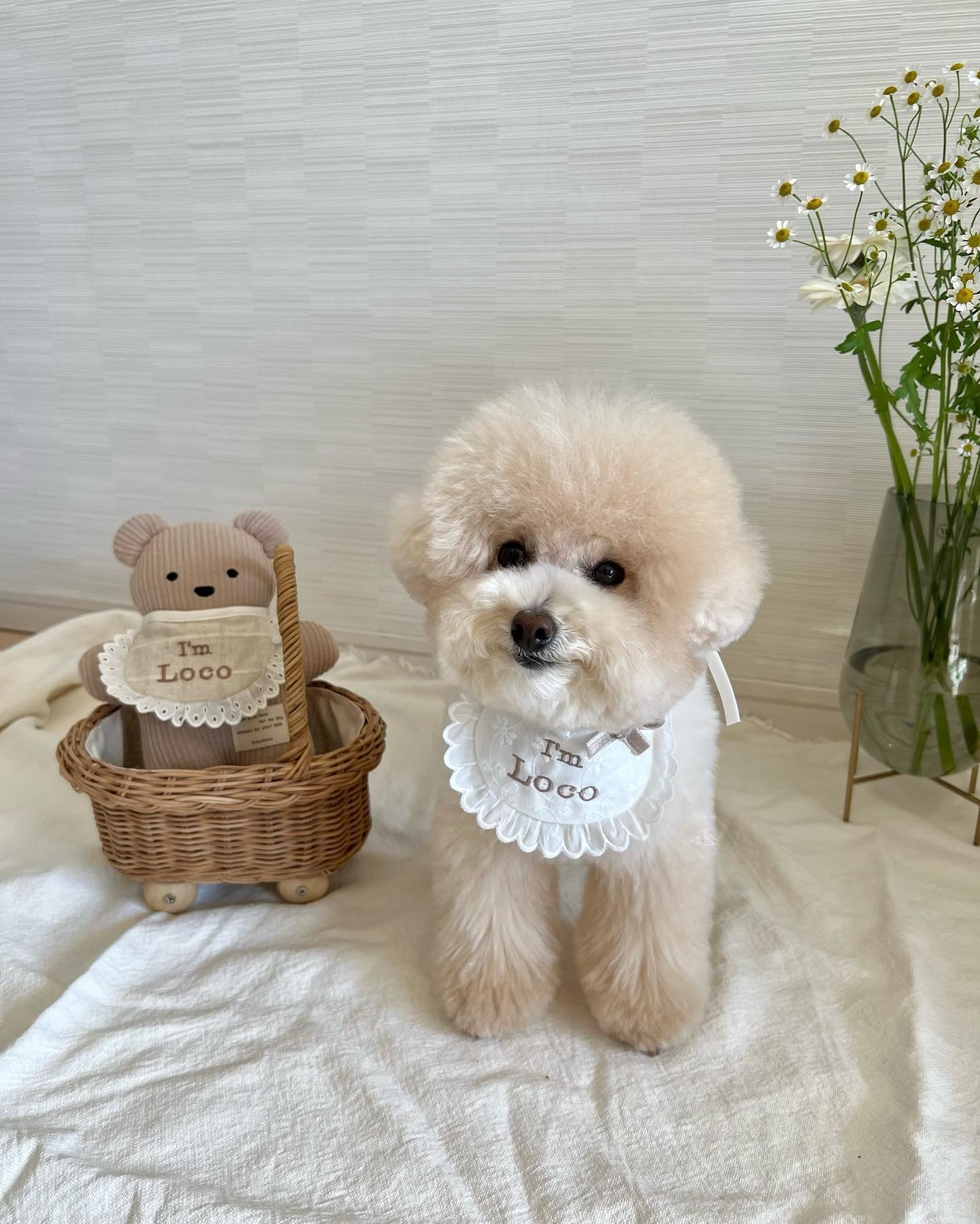 适合家养的最好养的小型宠物狗,最适合儿童饲养的十种宠物狗一览