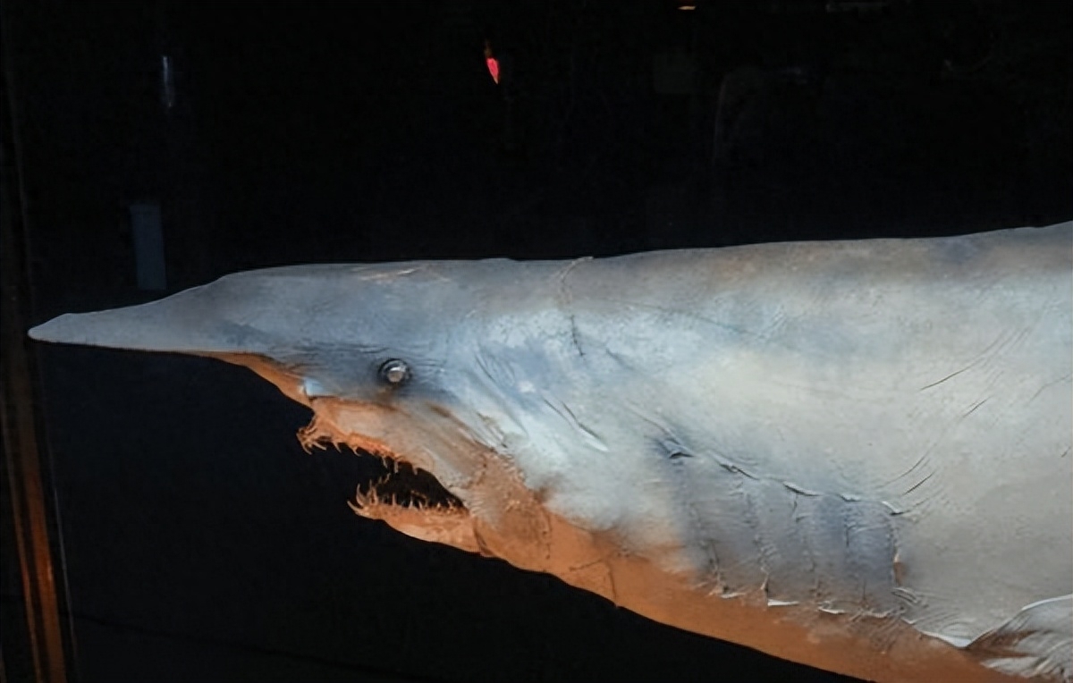 剑吻鲨科,剑吻鲨和深海霸主