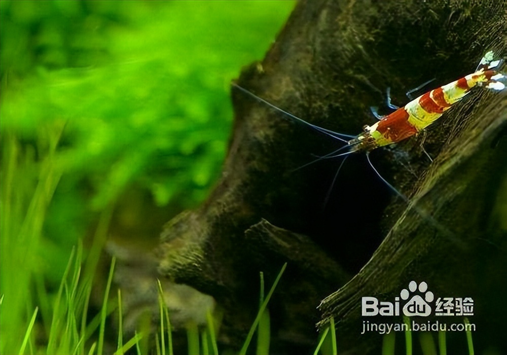 养宠物虾的基本知识和技巧,网球虾饲养注意事项