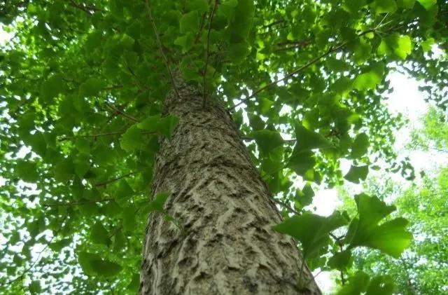 美丽的银杏叶飘落,美丽的银杏树林