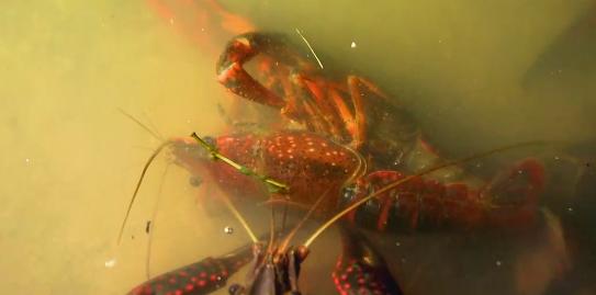 小伙养龙虾,小伙养十只大龙虾