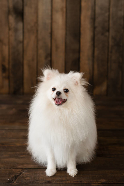 世界上最小品种的狗,最小的狗狗多少钱一只