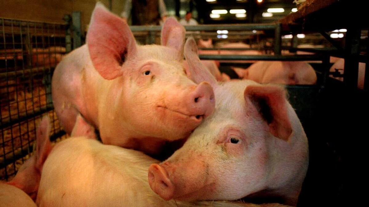 如何提高母猪的受孕率方案,猪用人工授精能提高受胎率吗