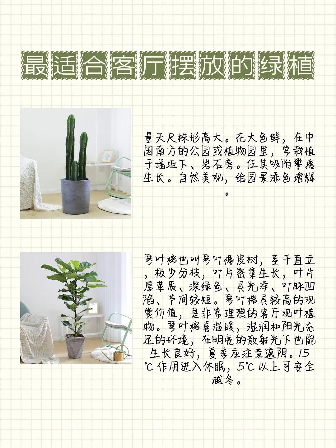 放客厅没有阳光也能活的大型绿植,客厅里面放哪种绿植好养活又好看