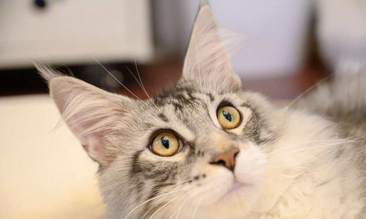 缅因猫为什么不适合新手养,了解缅因猫