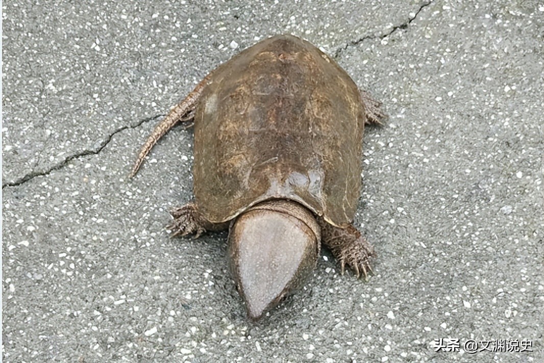 男子在臭水沟捡到一只乌龟,村民捡到乌龟马上报警