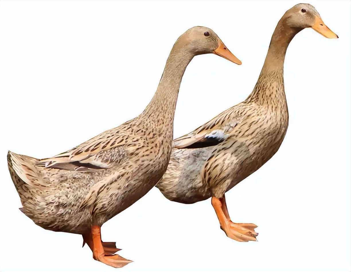 诱发鸭群呼吸道感染的原因鸭子呼吸道感染怎么防治