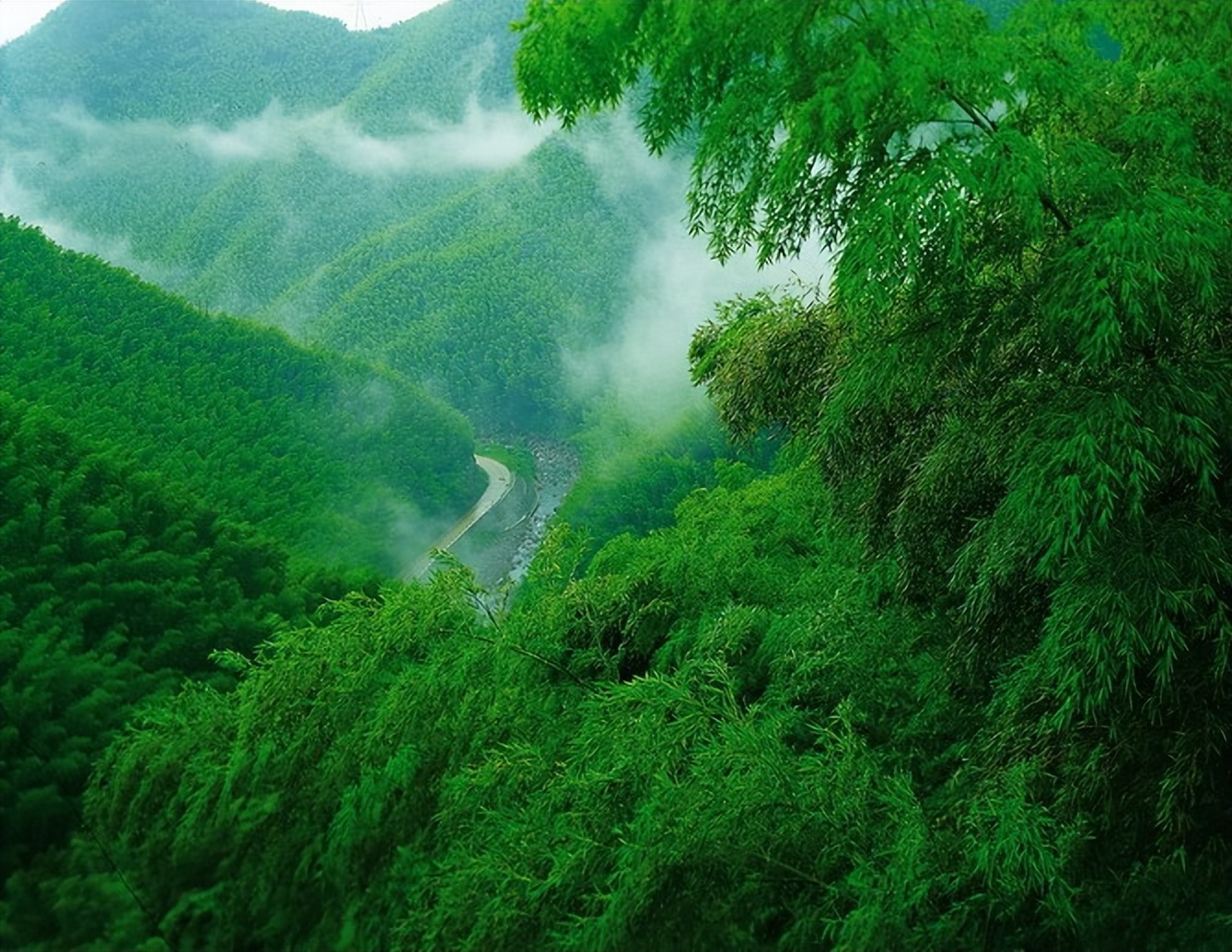 林海山水画作品欣赏,国内十大竹海排名