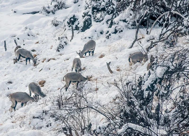 宸濊タ娴极鐨勫ぉ鑺辨澘,鏃嬭浆鏈ㄩ┈宸濊タ缇庢櫙