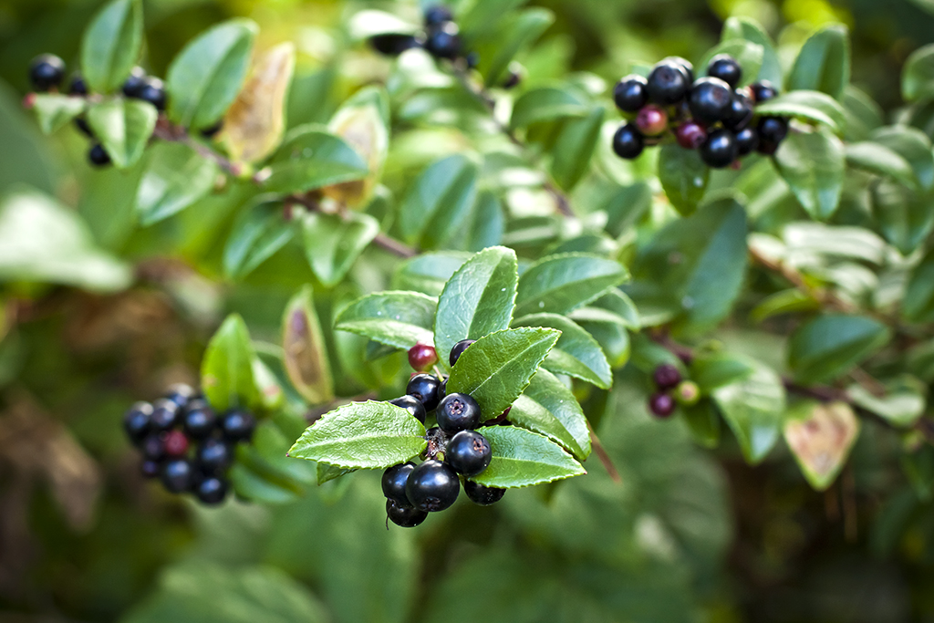盘点美国各州最有名的食物,饮食的差距太明显了!