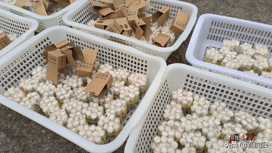 以虫治虫,以虫治虫行不行