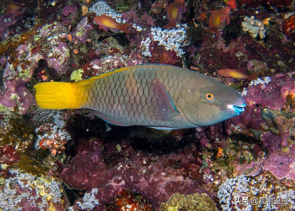 迷你鹦鹉产卵死了是怎么样的,迷你鹦鹉公鱼死了怎么办