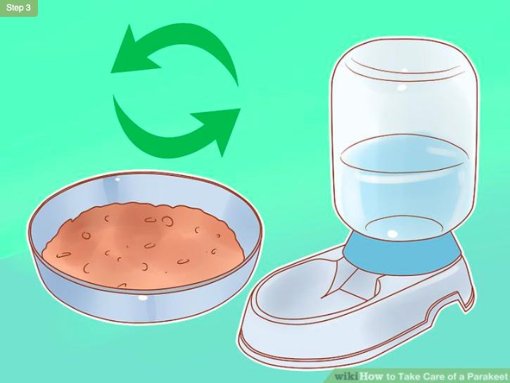 怎么照顾虎皮幼鸟,怎么照料小虎皮鹦鹉