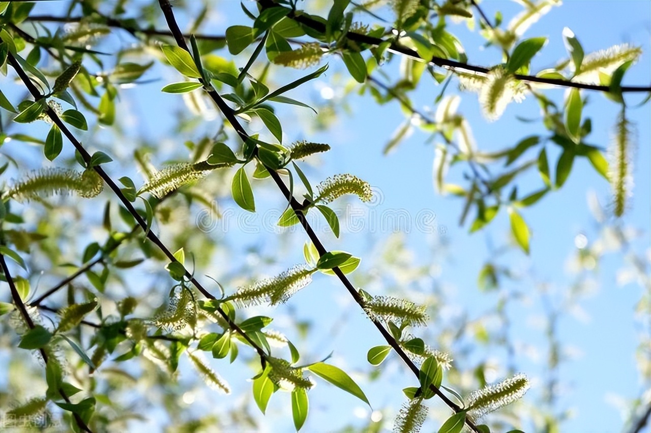 古诗词中柳代表什么,古诗词中有柳的诗句