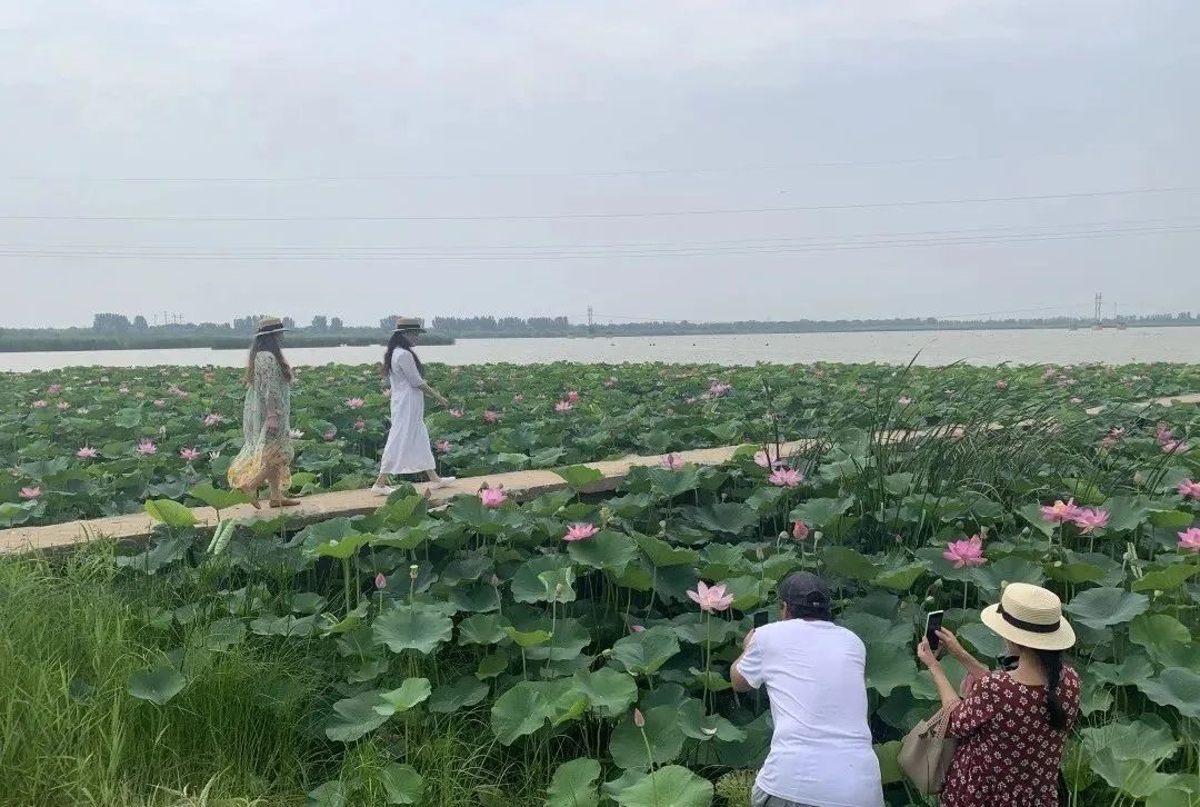 荷你有约环创,荷你有约完整视频